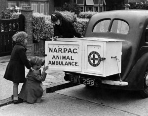 A New type of animal ambulance which is a big cabinet fitted on the back of any motor car and can be used in any emergency. It w