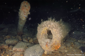HMS Hampshire 6inch and 3 pounder gun